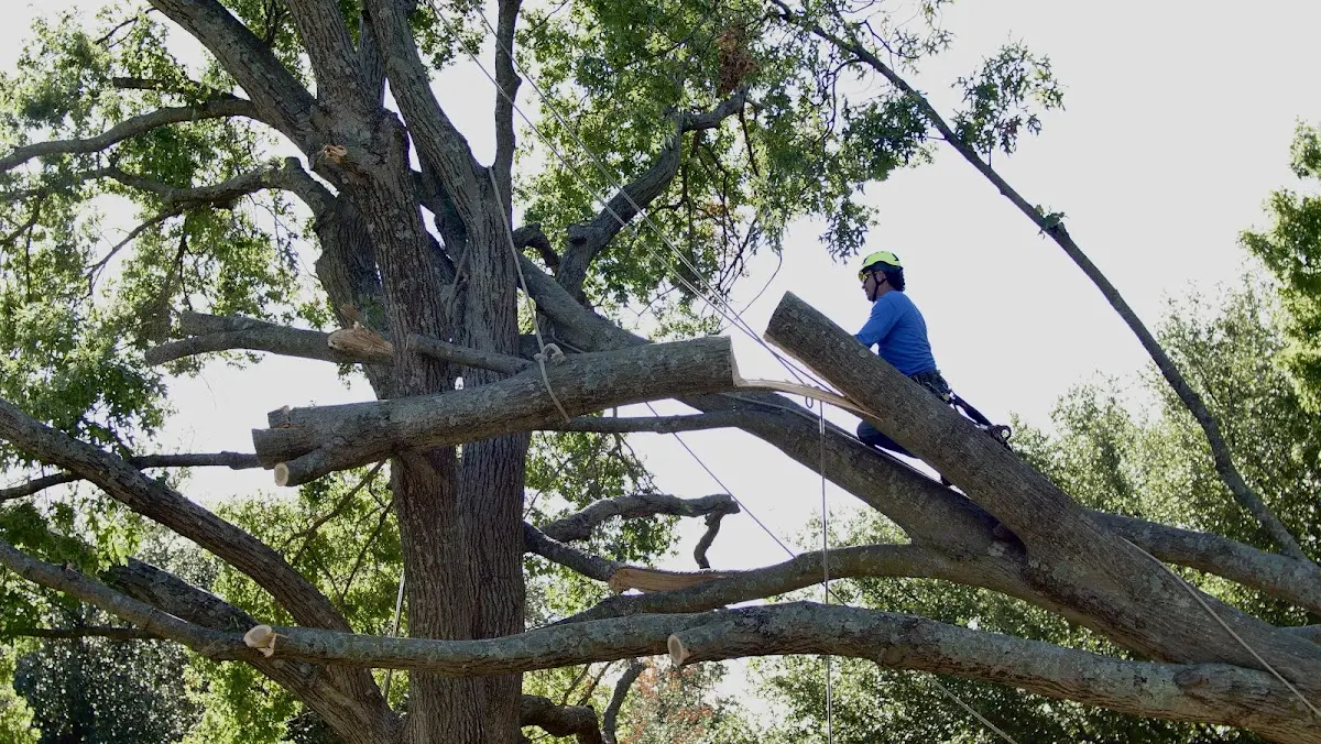 Professional Crown Thinning performed by certified arborists in Wolford