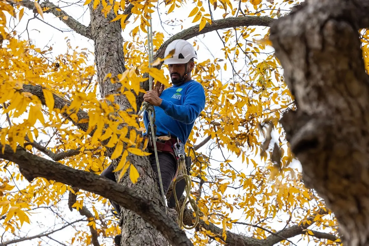 Skilled Tree Transplanting crew working in Wolford